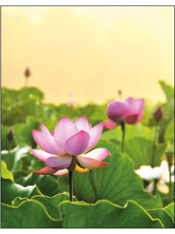 Lotus Field Notizbuch