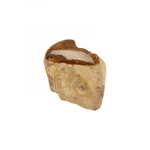Fossiles Holz aus Java halbglänzend