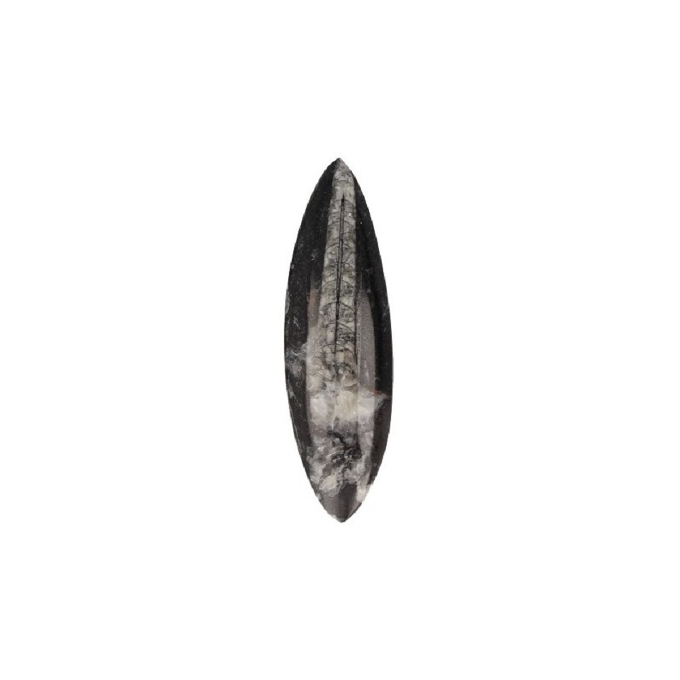 Orthoceras Punkt (13 - 16 cm)