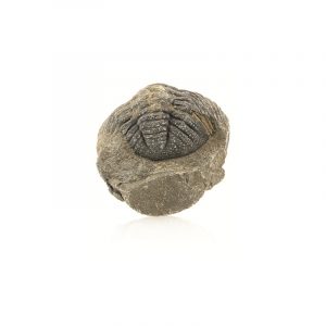 Fossiler Trilobit