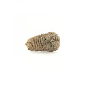 Fossiler Trilobit braun (6 cm)