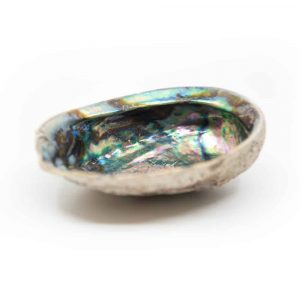 Abalone Muschel - Neuseeland - 12 bis 16 cm