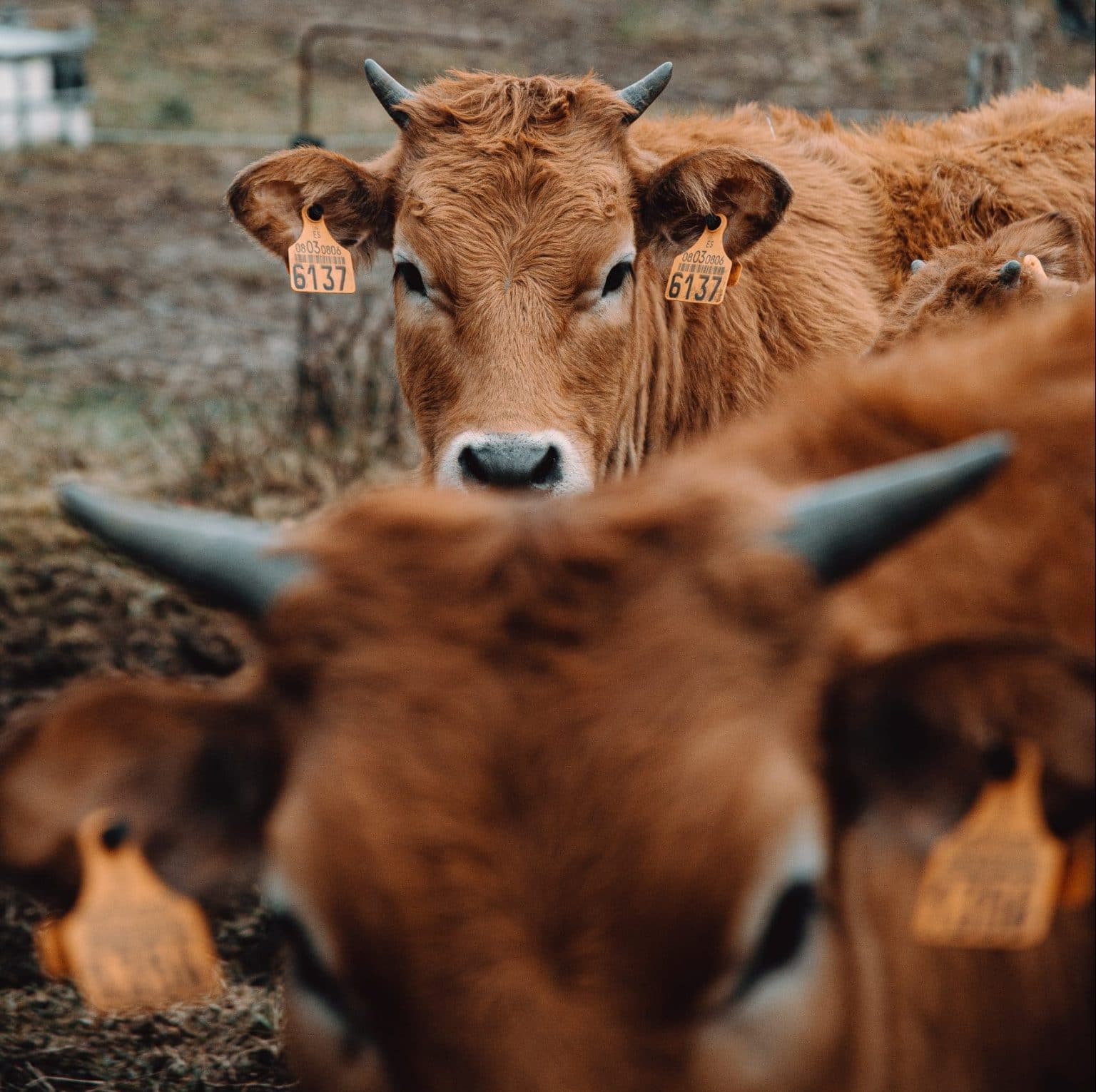 Kuh Büffel mit Hörnern und Ohrmarken mit rotem Fell vor anderem Kuhkopf auf braunem Feld