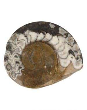 Fossiler Goniatit halb poliert (8-10 cm)