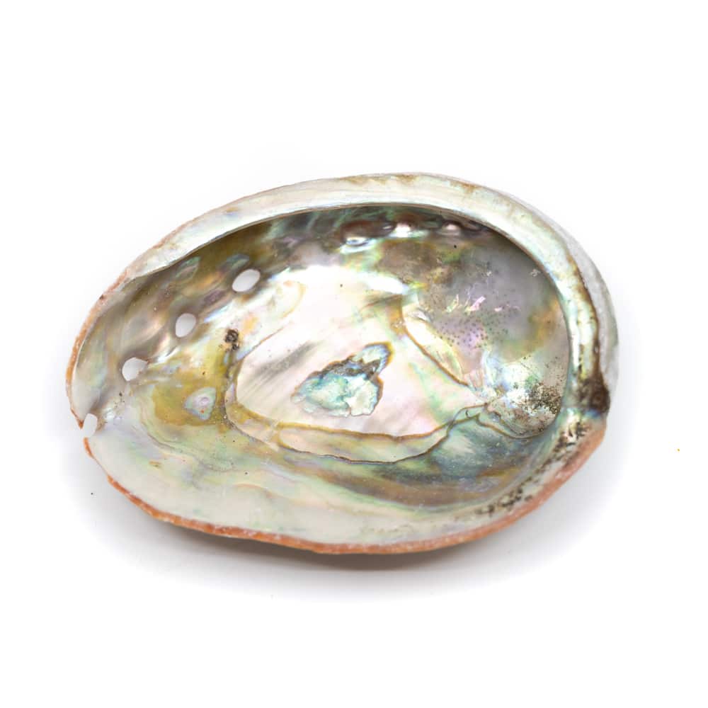 Abalone-Muschel- Klein - 50 bis 70 mm