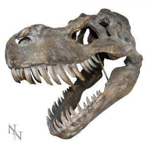 Tyrannosaurus Rex Schädel Wanddecoratie - 51,5 cm