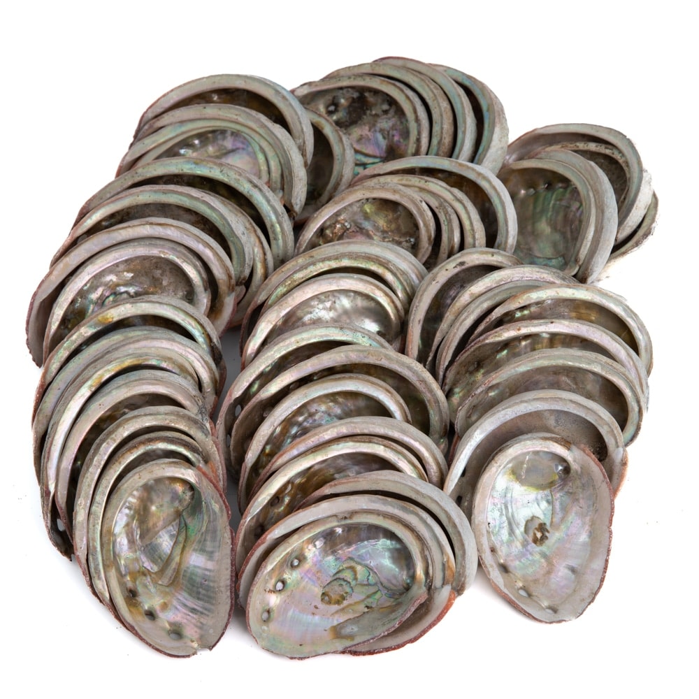 Abalone-Muscheln aus Chile - 50 bis 100 mm - Großverpackung (Palette) - 100 KG (ca. 400 ~ 500 Stück)