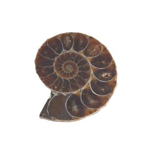 Edelstein-Anhänger Ammonit - 30 mm